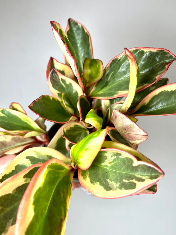 Peperomia Clusifolia Ginny