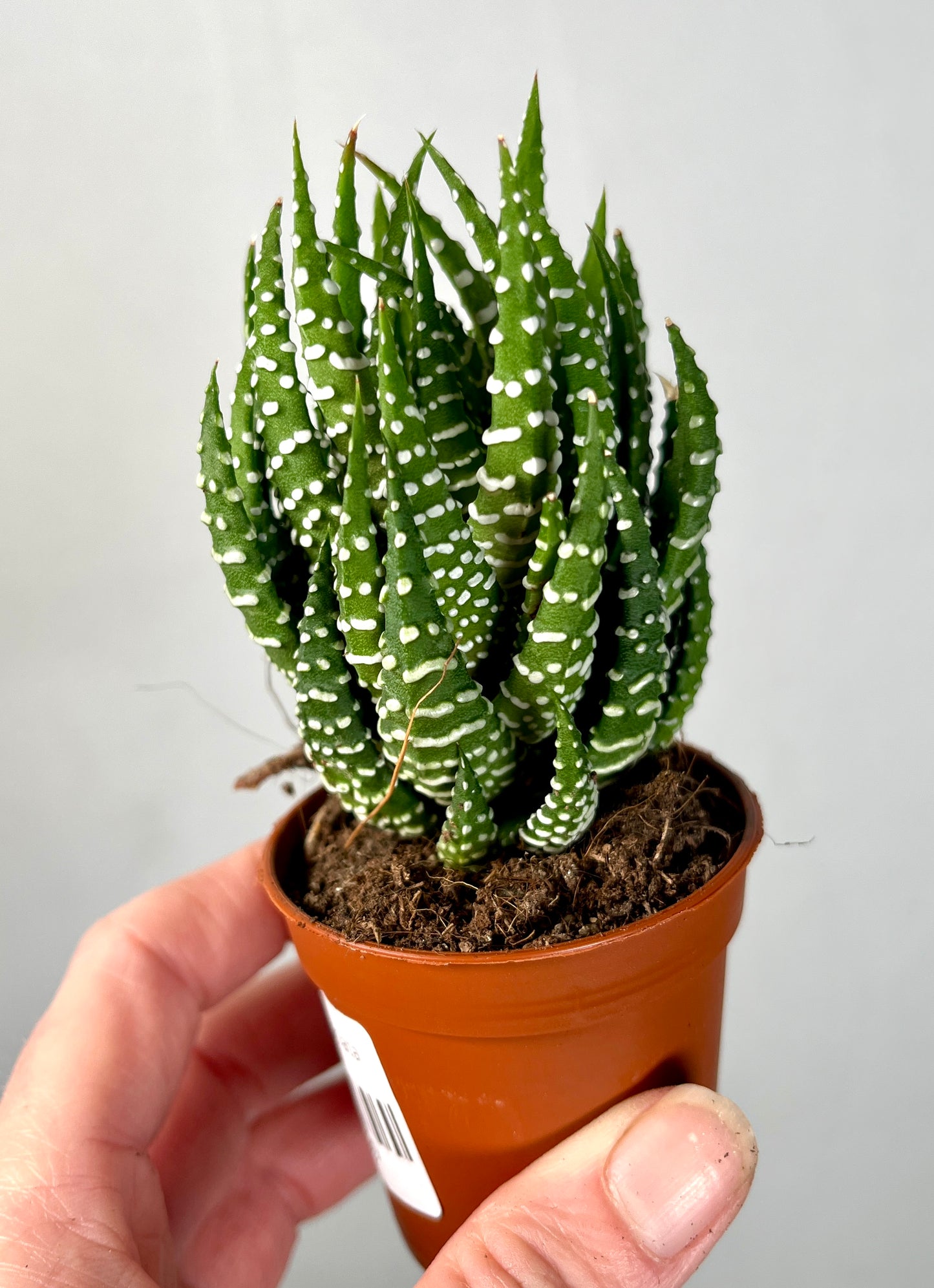 Haworthia Superfaciata