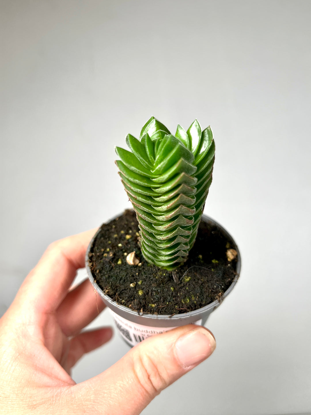 Crassula Buddha´s Temple