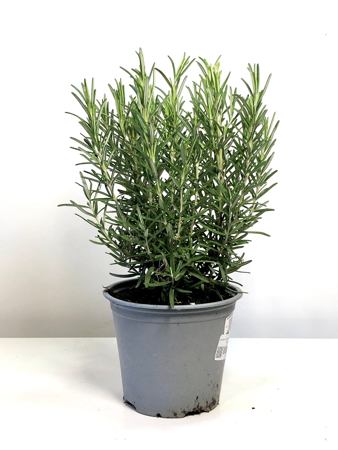 Rosmarinus Officinalis -Rosemary