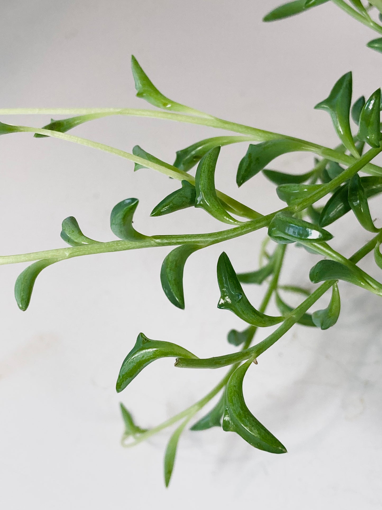 Senecio Peregrinus - String of Dolphins