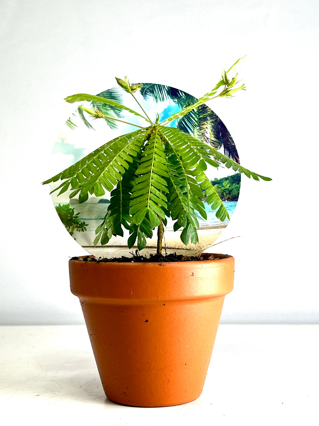 mini palm tree like plant Biophitum Sensitivum