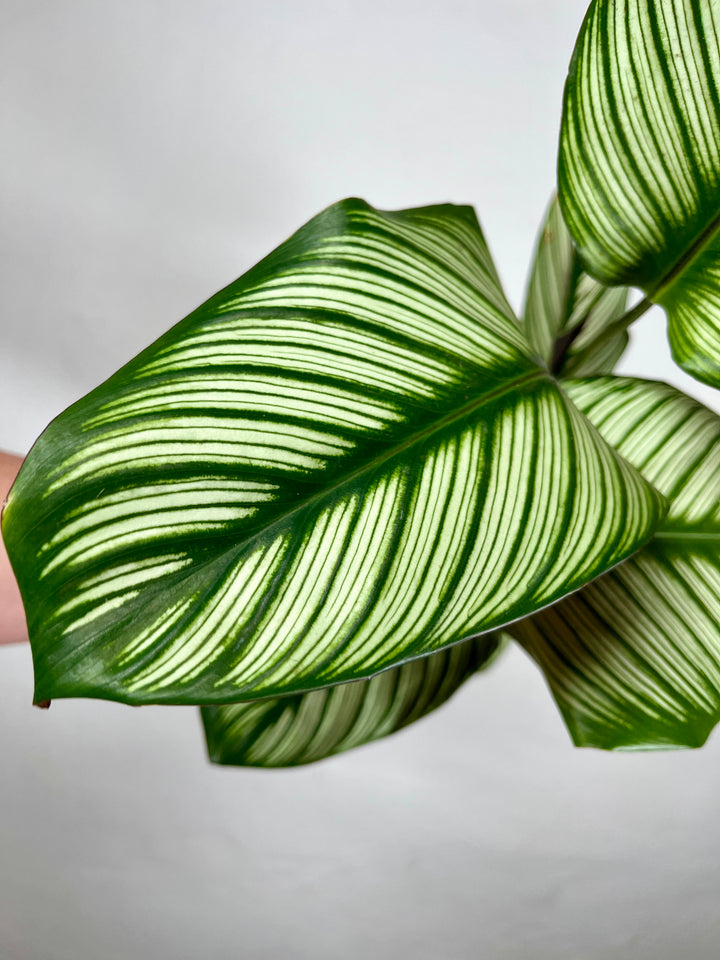 Calathea majestica ‘White Star’