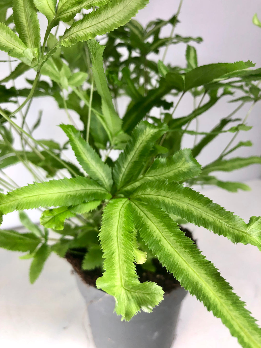 Pteris cretica 'Albolineata' -Ribbon Fern - Pteris cretica 'Albolineata'