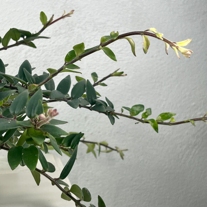 Aeschynanthus 'Caroline' - lipstick plant
