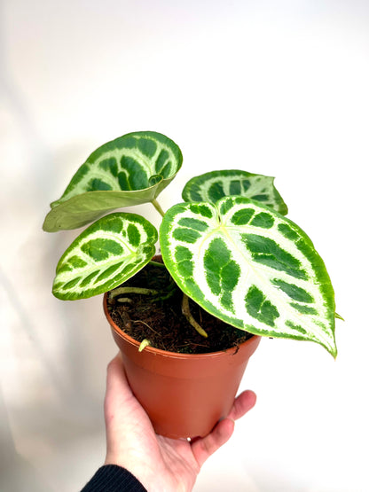 Anthurium Silver Blush