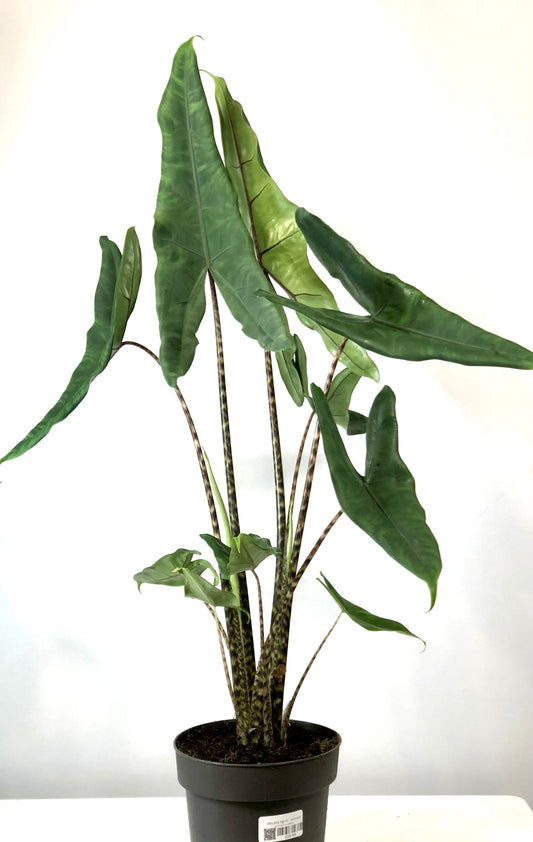 Alocasia Tigrini - Pointed Alocasia Zebrina