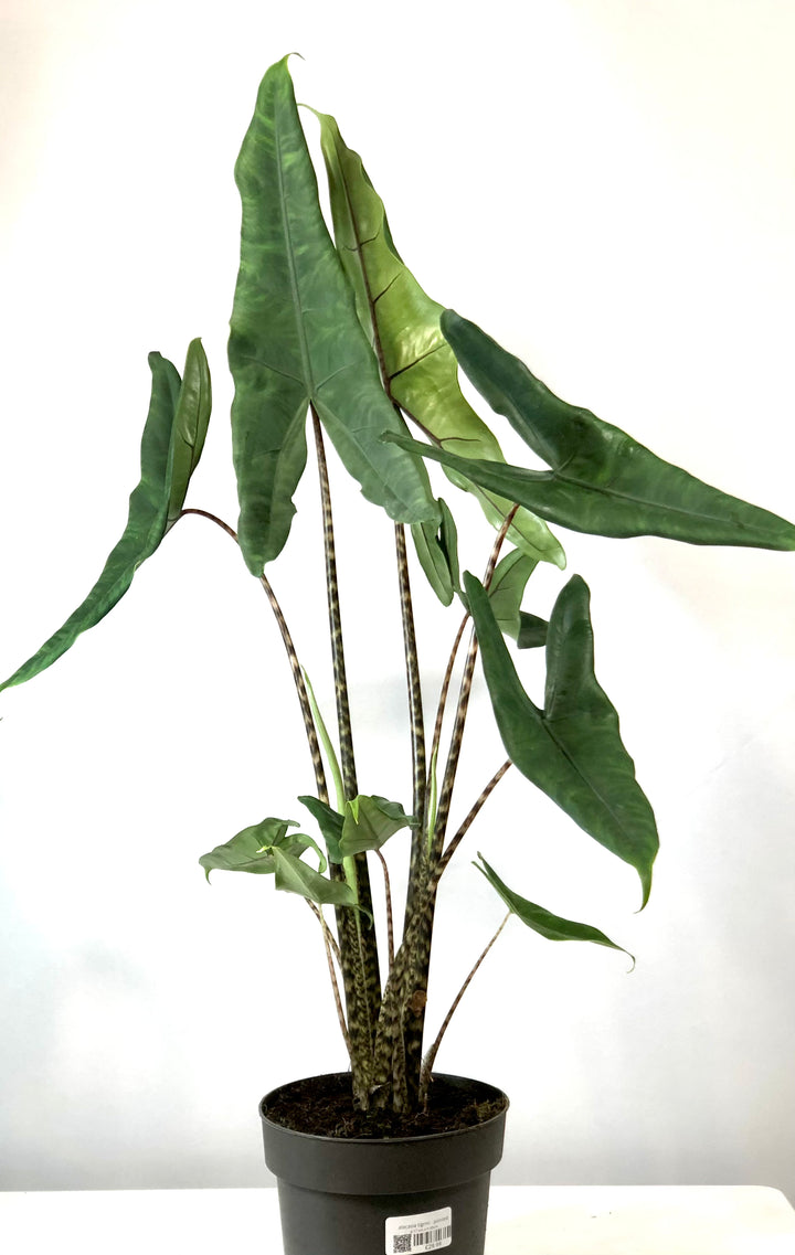 Alocasia tigrina -  Tiger Alocasia - Tigrina Alocasia