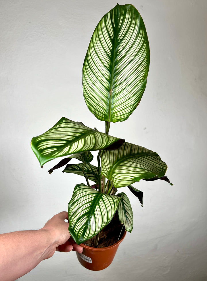Calathea majestica ‘White Star’
