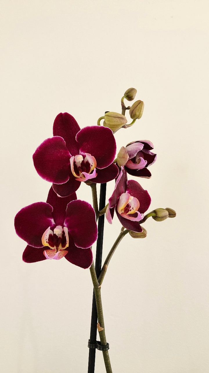 Phalaenopsis - orchid mini mix