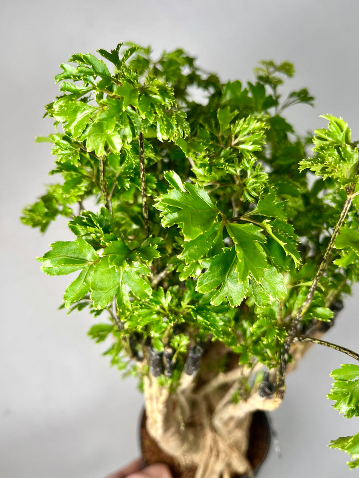 Polyscias fruticosa 'Elegans' -Parsley Aralia