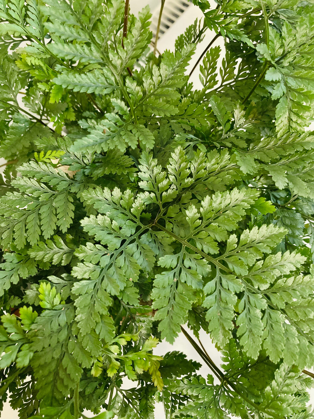 Humata Tyermannii - Rabbit foot fern