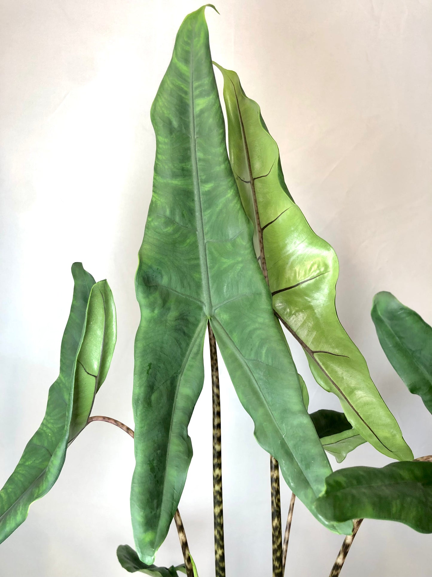 Alocasia Tigrini - Pointed Alocasia Zebrina