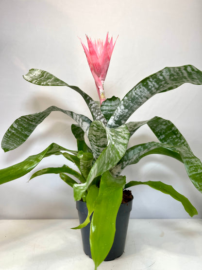 Aechmea fasciata ‘Primera’