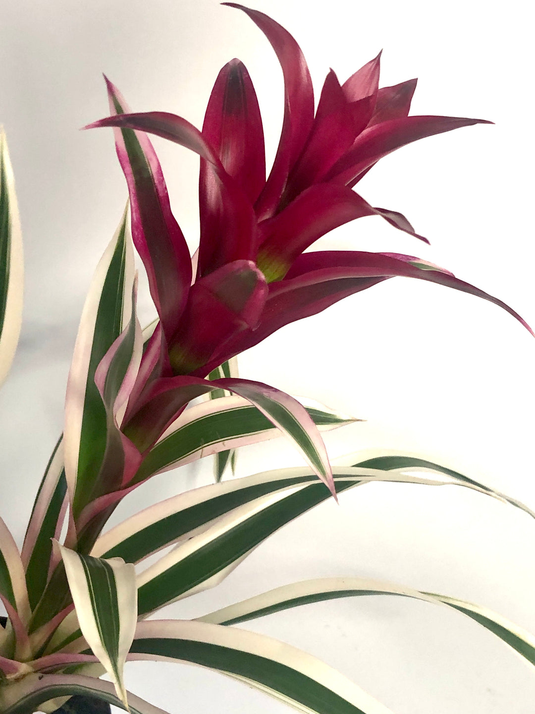 Guzmania Purple & Stripes