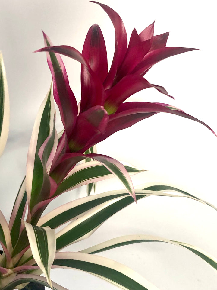 Guzmania Purple & Stripes