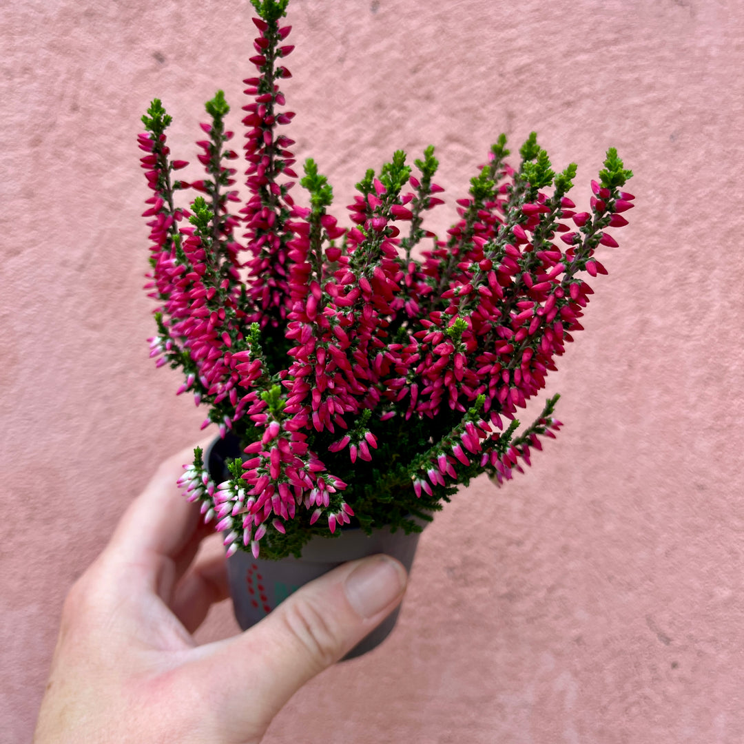 Calluna vulgaris ‘Beauty Ladies Mini’ 6cm — Heather