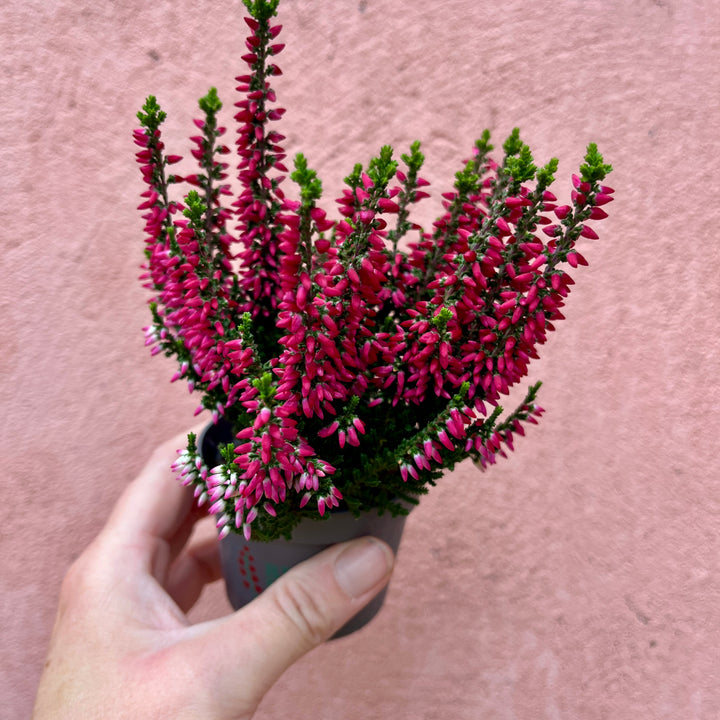 Calluna vulgaris ‘Beauty Ladies Mini’ 6cm — Heather