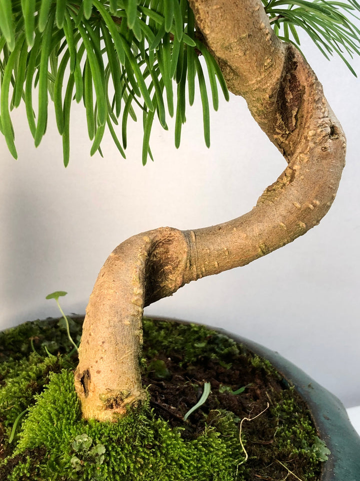 Bonsai Golden Larch – Pseudolarix amabilis