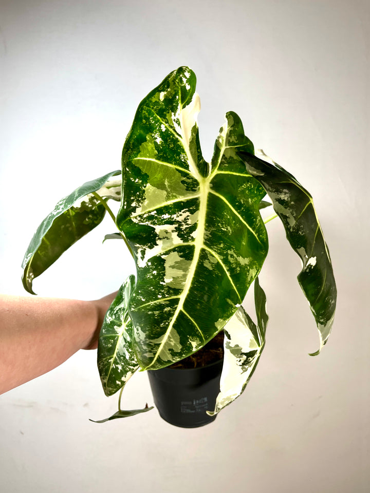 Alocasia Frydek Variegated