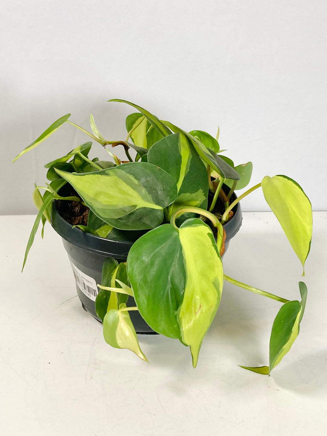 Philodendron Scandens Brasil - Heartleaf Philodendron Brasil