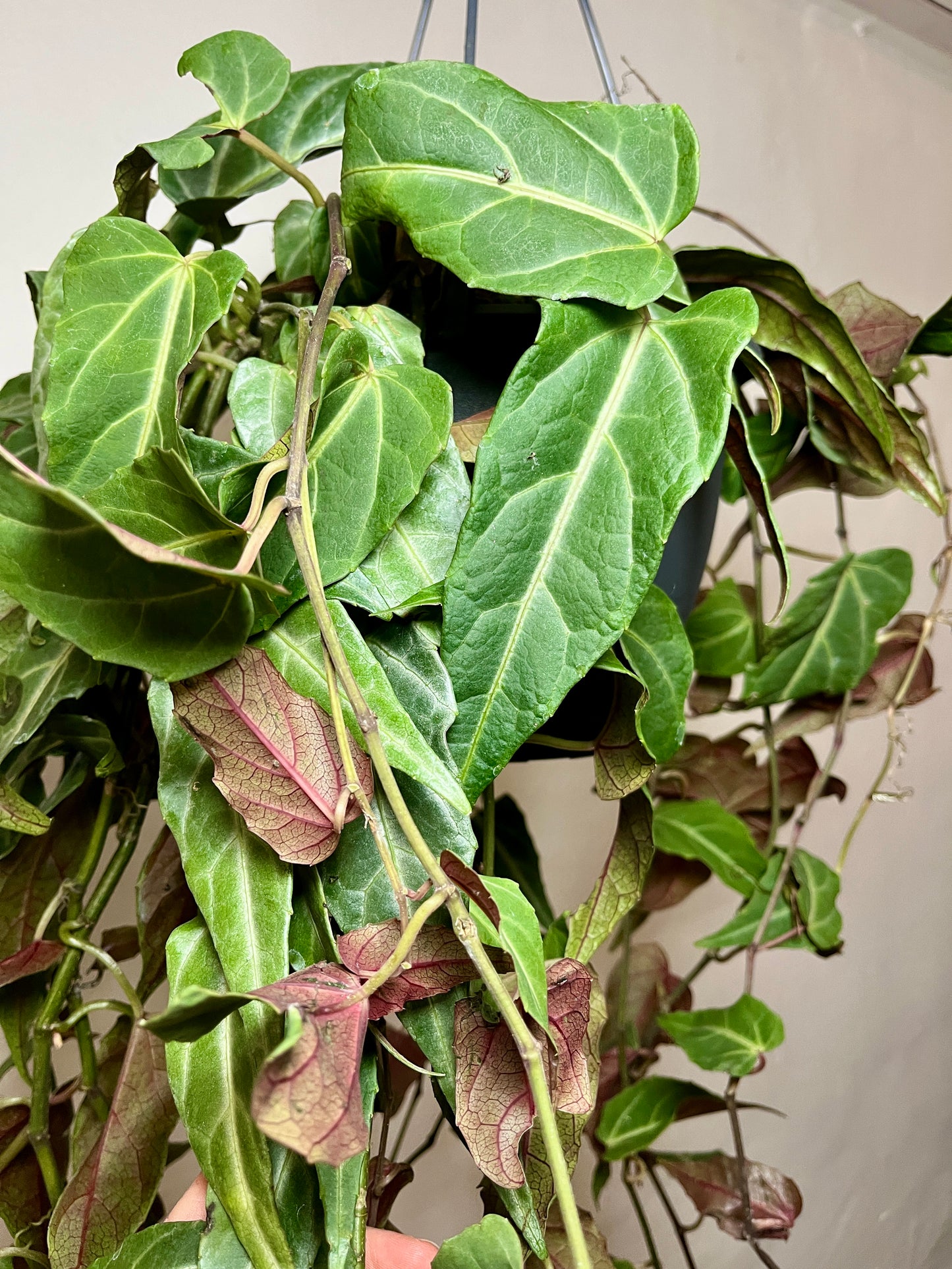 Parthenocissus ‘Amazonica’ – Indoor Jungle Vine