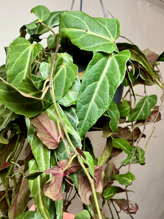 Parthenocissus ‘Amazonica’ – Indoor Jungle Vine