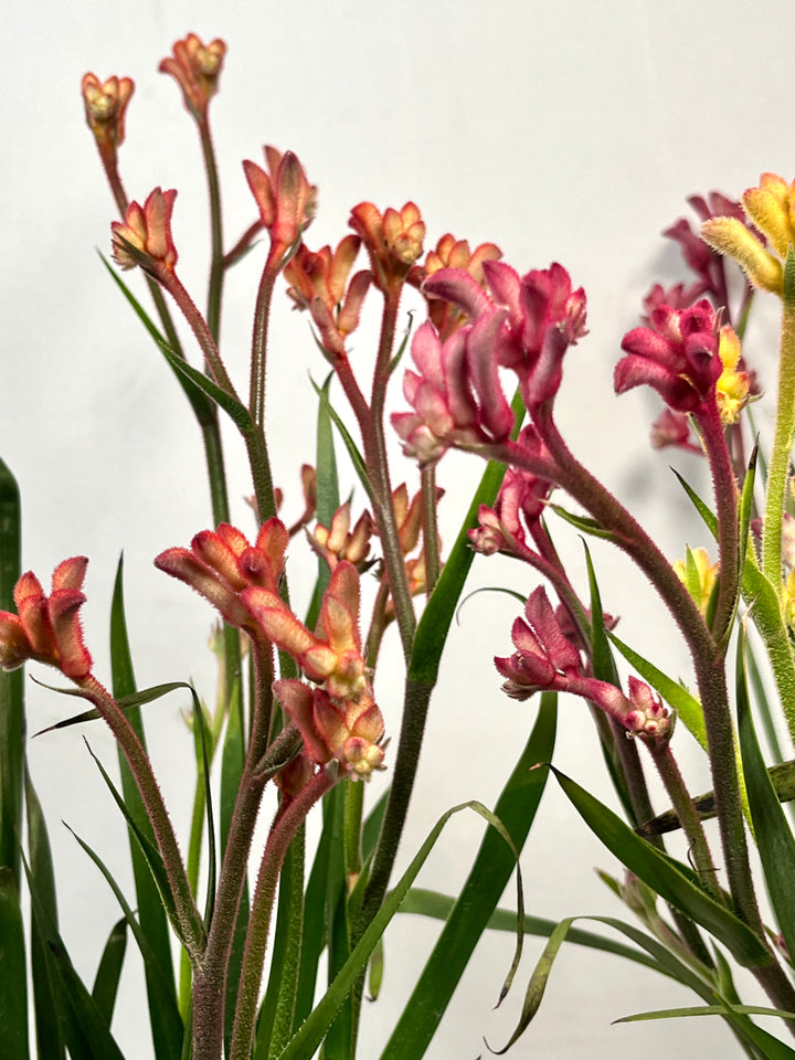Anigozanthos - Kangaroo Paw