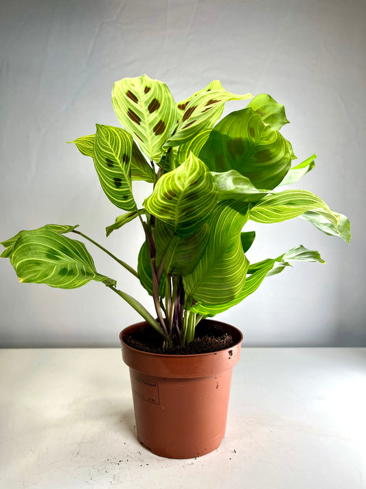 Maranta Leuconeura Fantasy - prayer plant