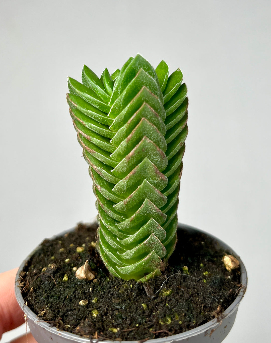 Crassula Buddha´s Temple