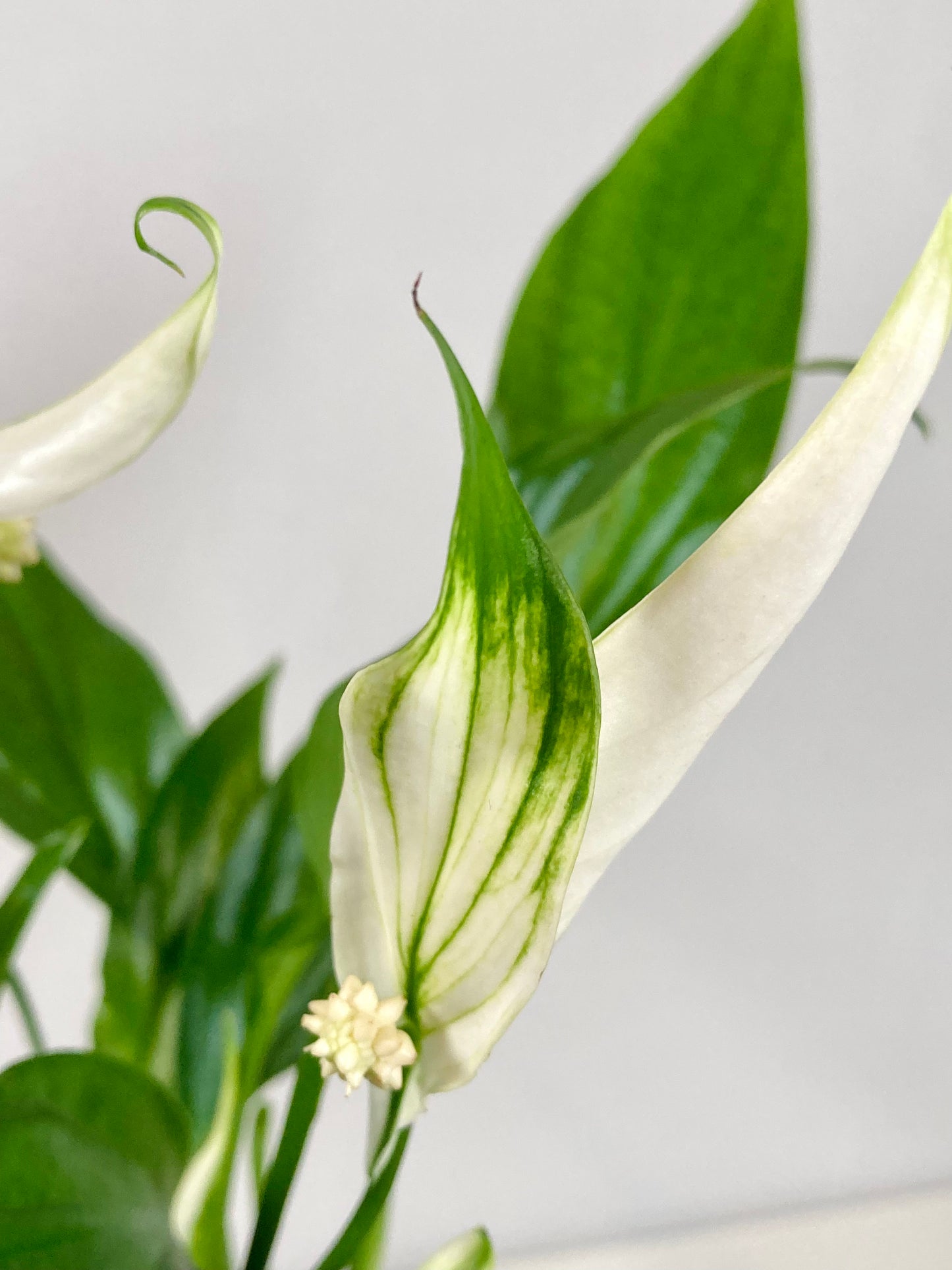 Spathiphyllum Pearl Cupido- peace lilly