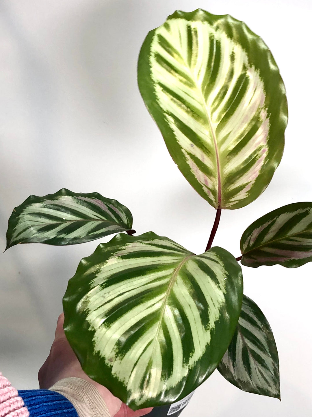 Calathea peacock
