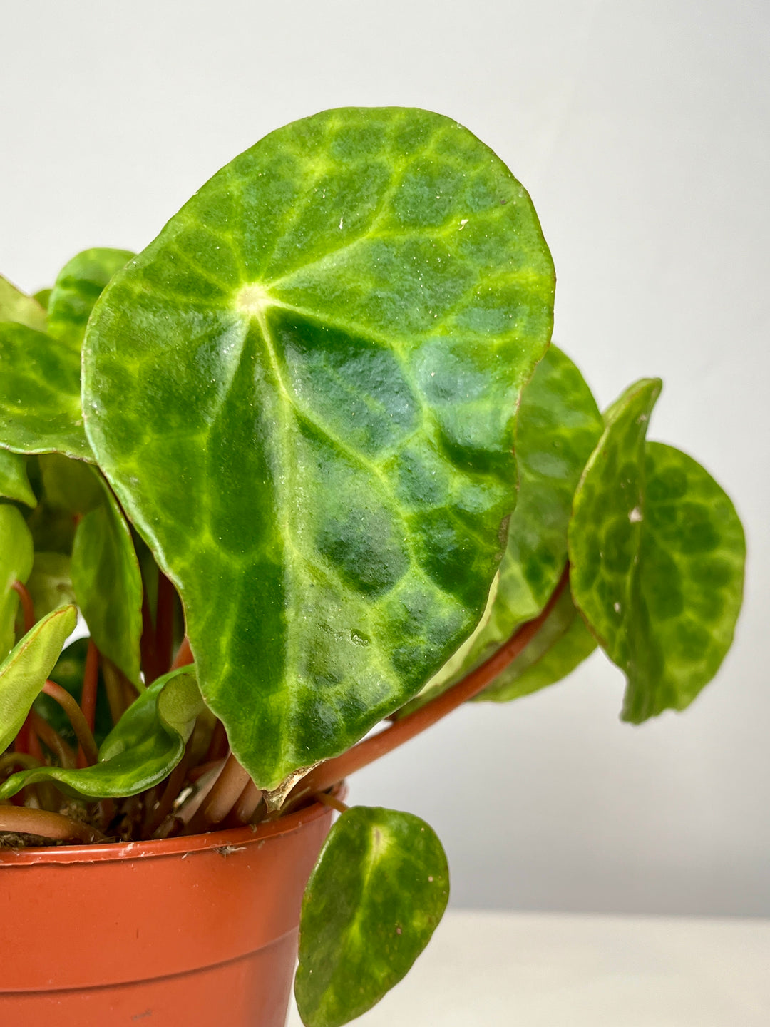 Begonia Kingiana