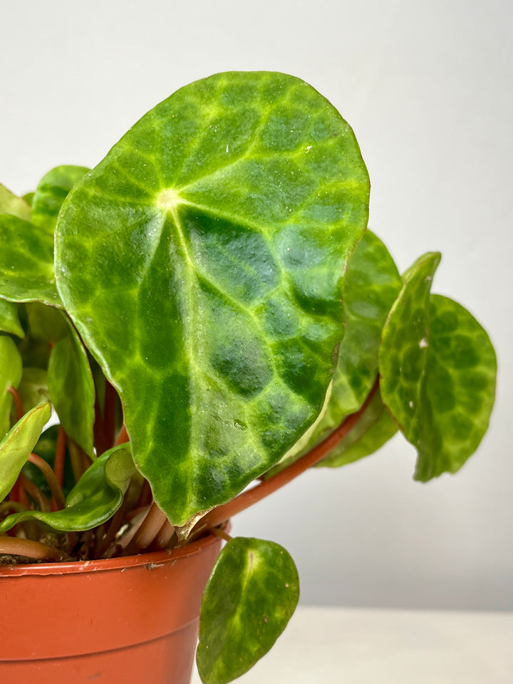 Begonia Kingiana