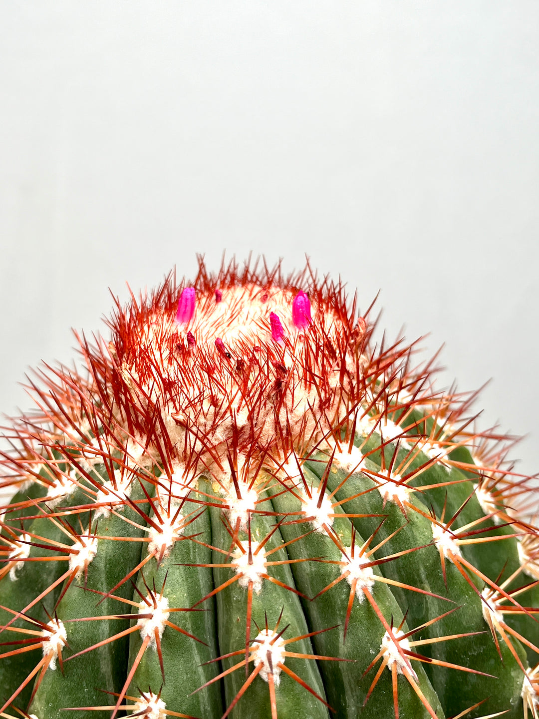 Melocactus Broadwaii - Melon Cactus