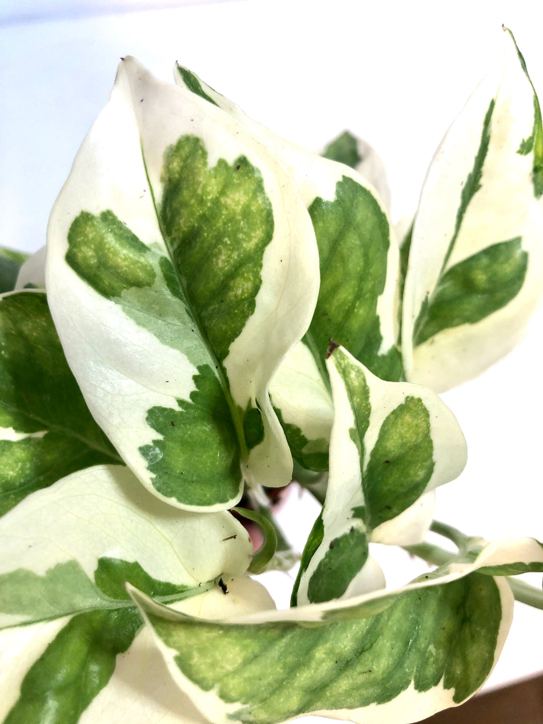 Epipremnum 'n'joy' pothos