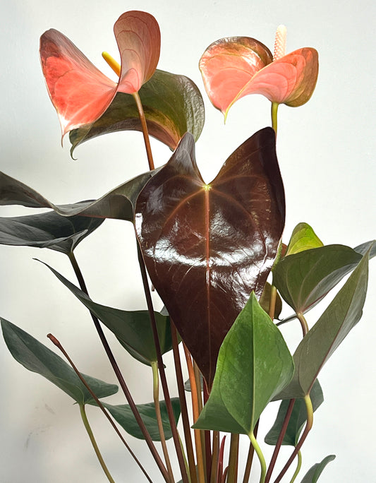 Anthurium Rainbow Champion