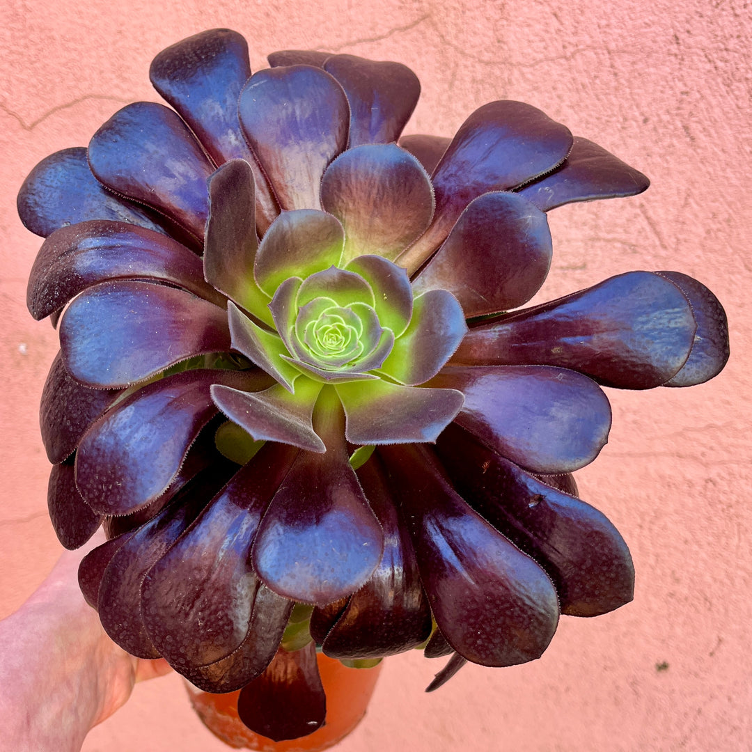 Aeonium arboreum ‘Velour’ -Tree Aeonium ‘Velour’