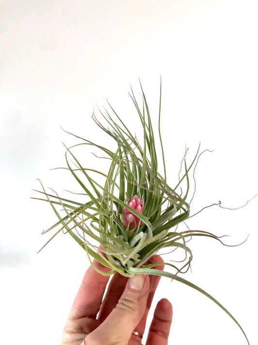 Tillandsia Cotton Candy