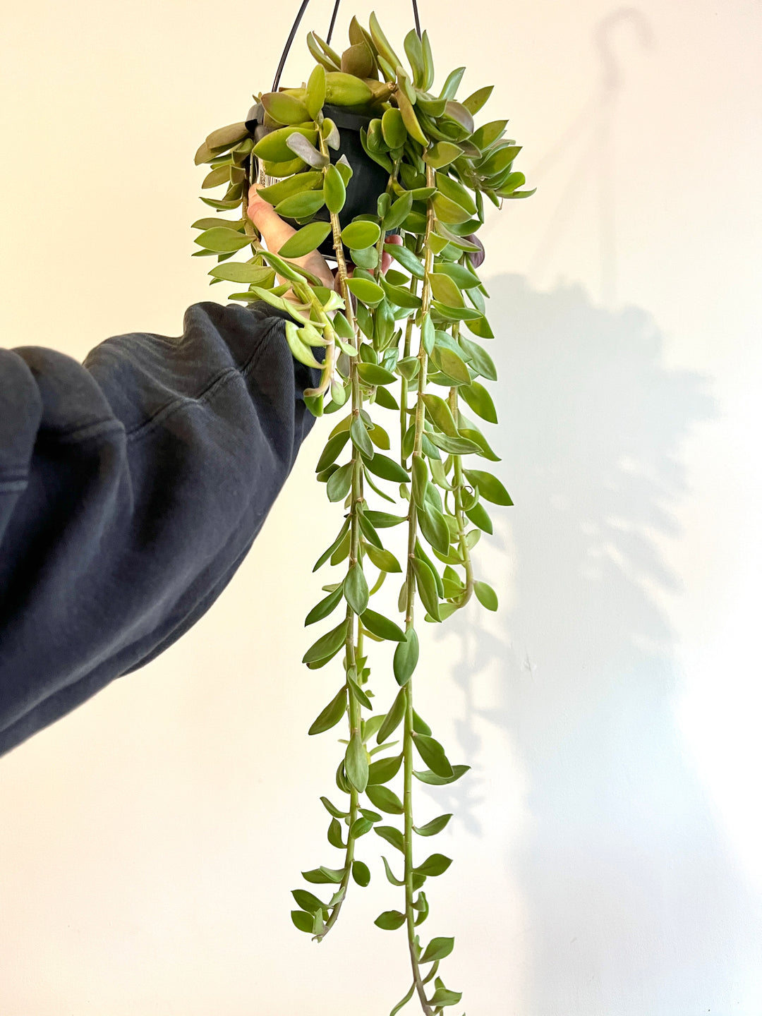 Senecio Implexus (Kleinia implexa)