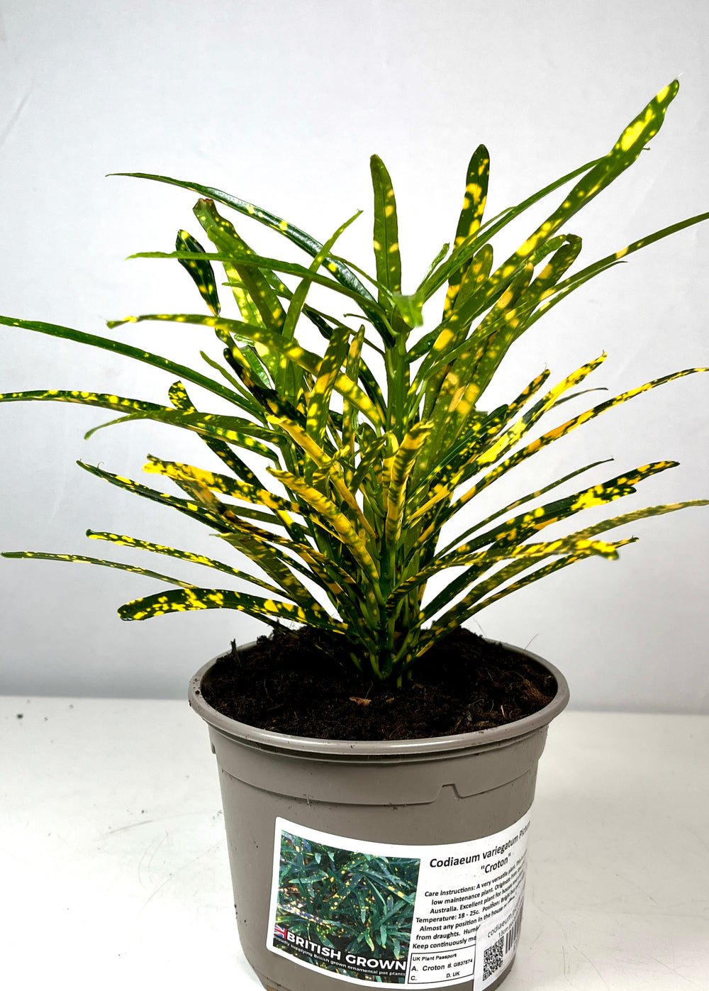 codiaeum plant indoor Codiaeum Pictum