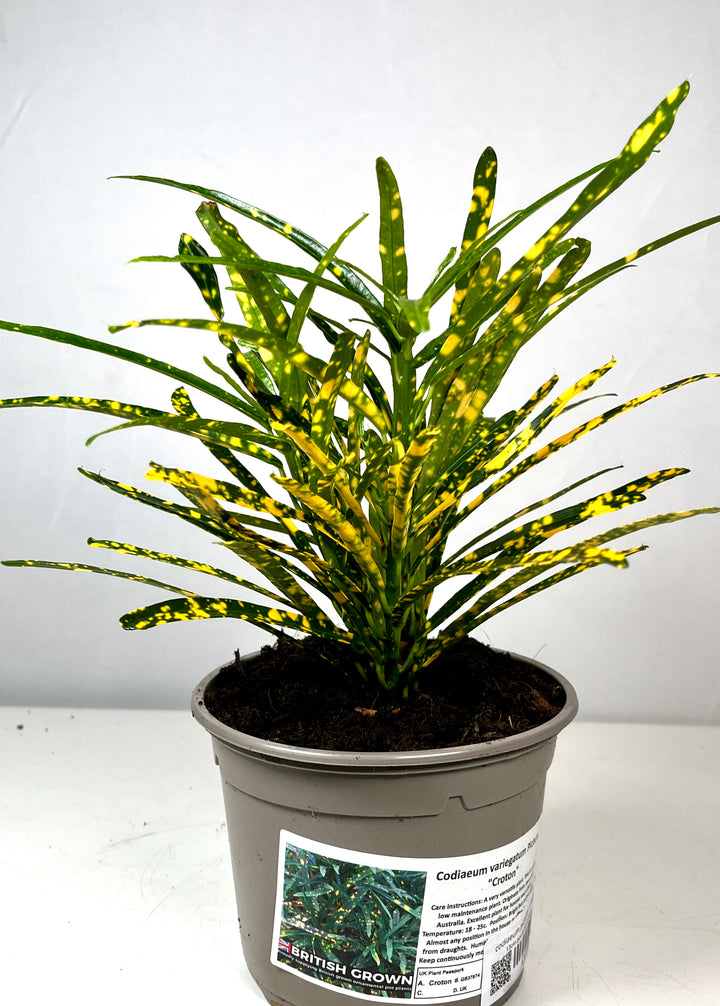 Codiaeum Pictum - Croton
