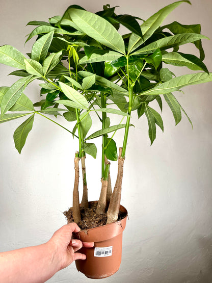 Pachira aquatica - Money Tree