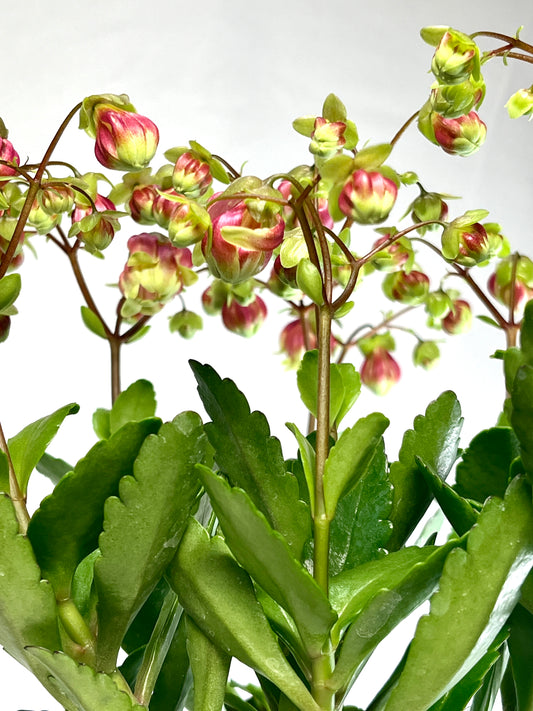 Kalanchoe Wendy