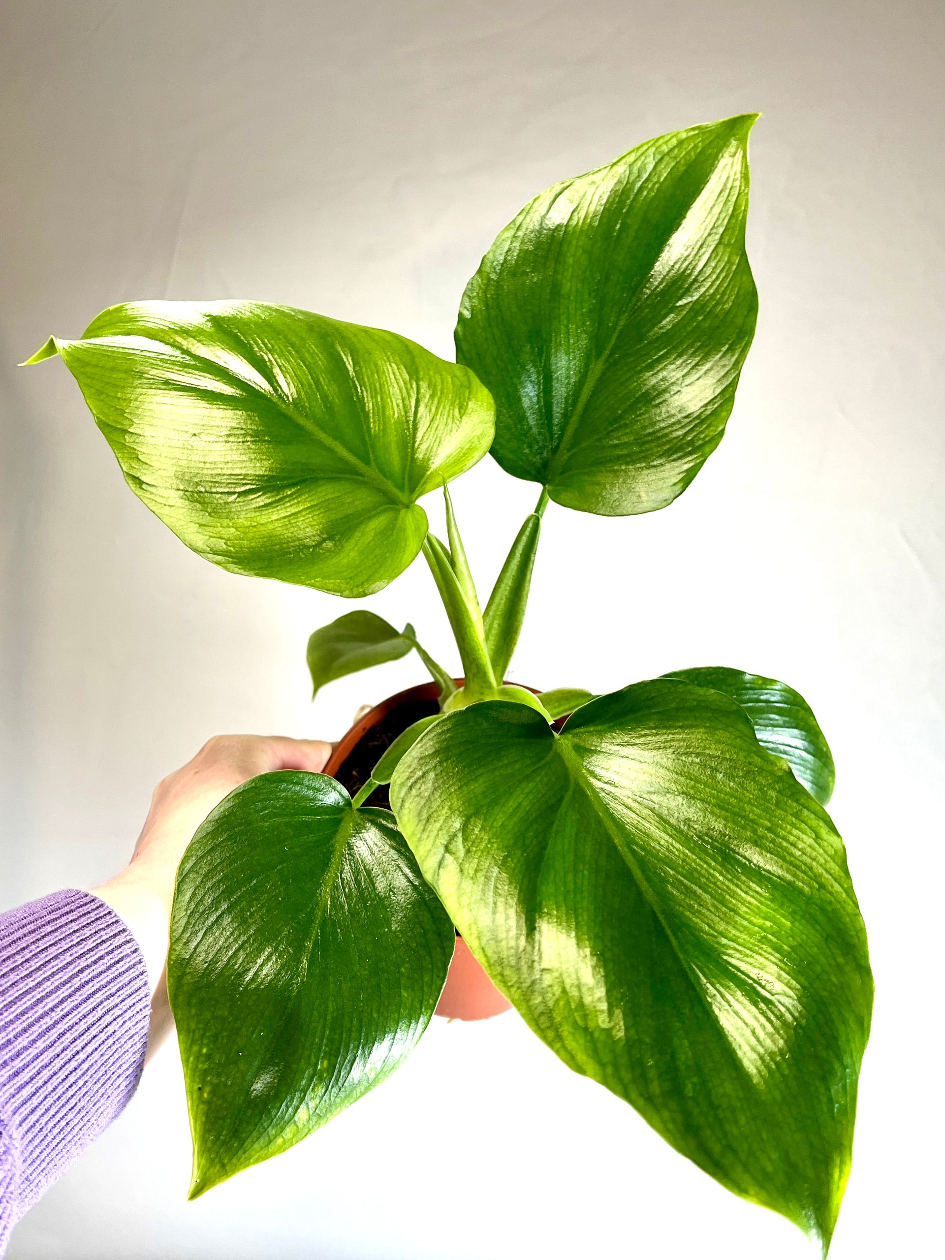 Philodendron Warscewiczii – Plant Studio