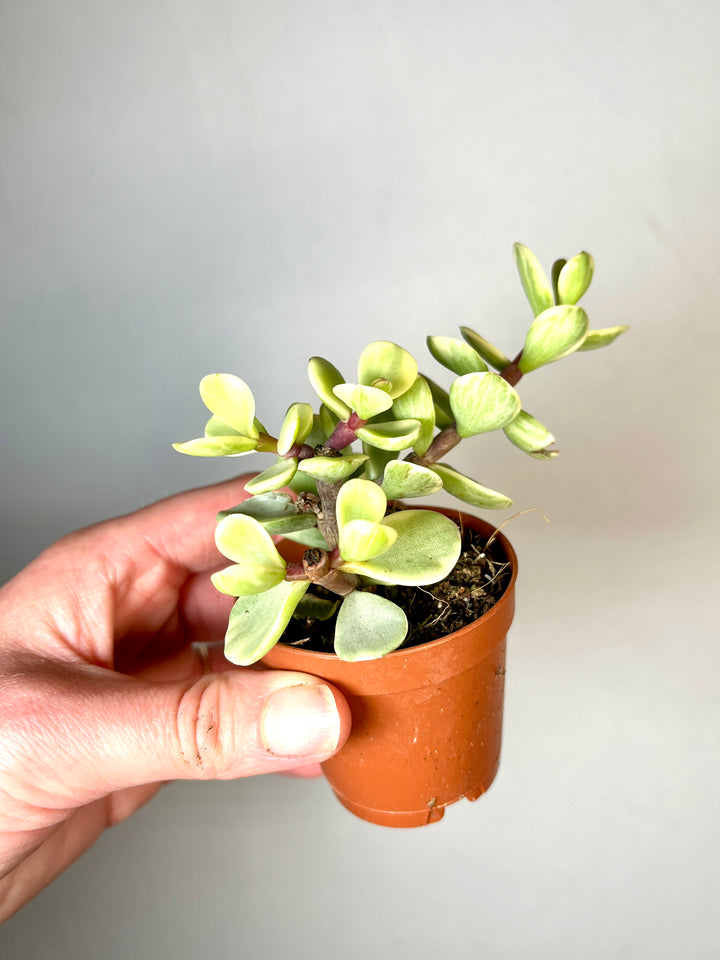 Portulacaria Afra Variegata - Rainbow Bush