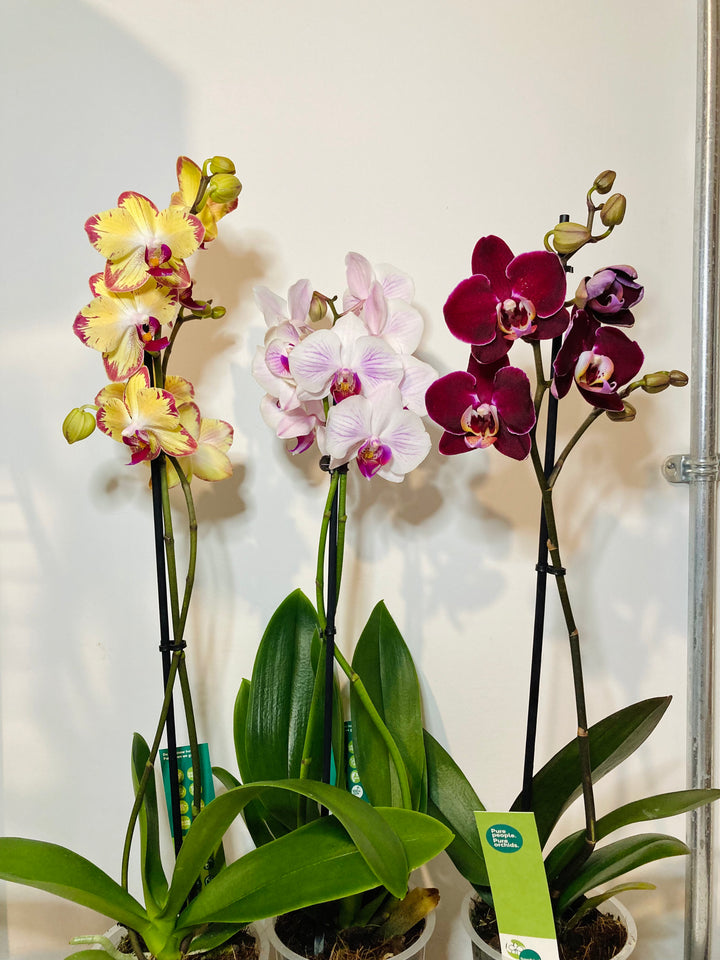 Phalaenopsis - orchid mini mix