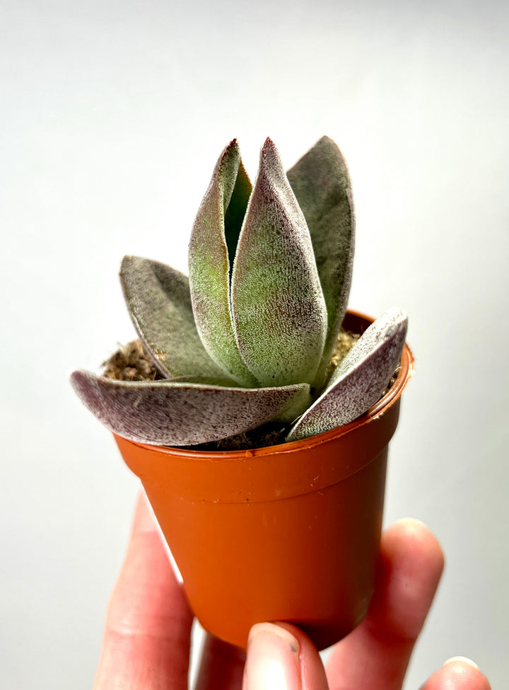 Crassula Garnet Lotus