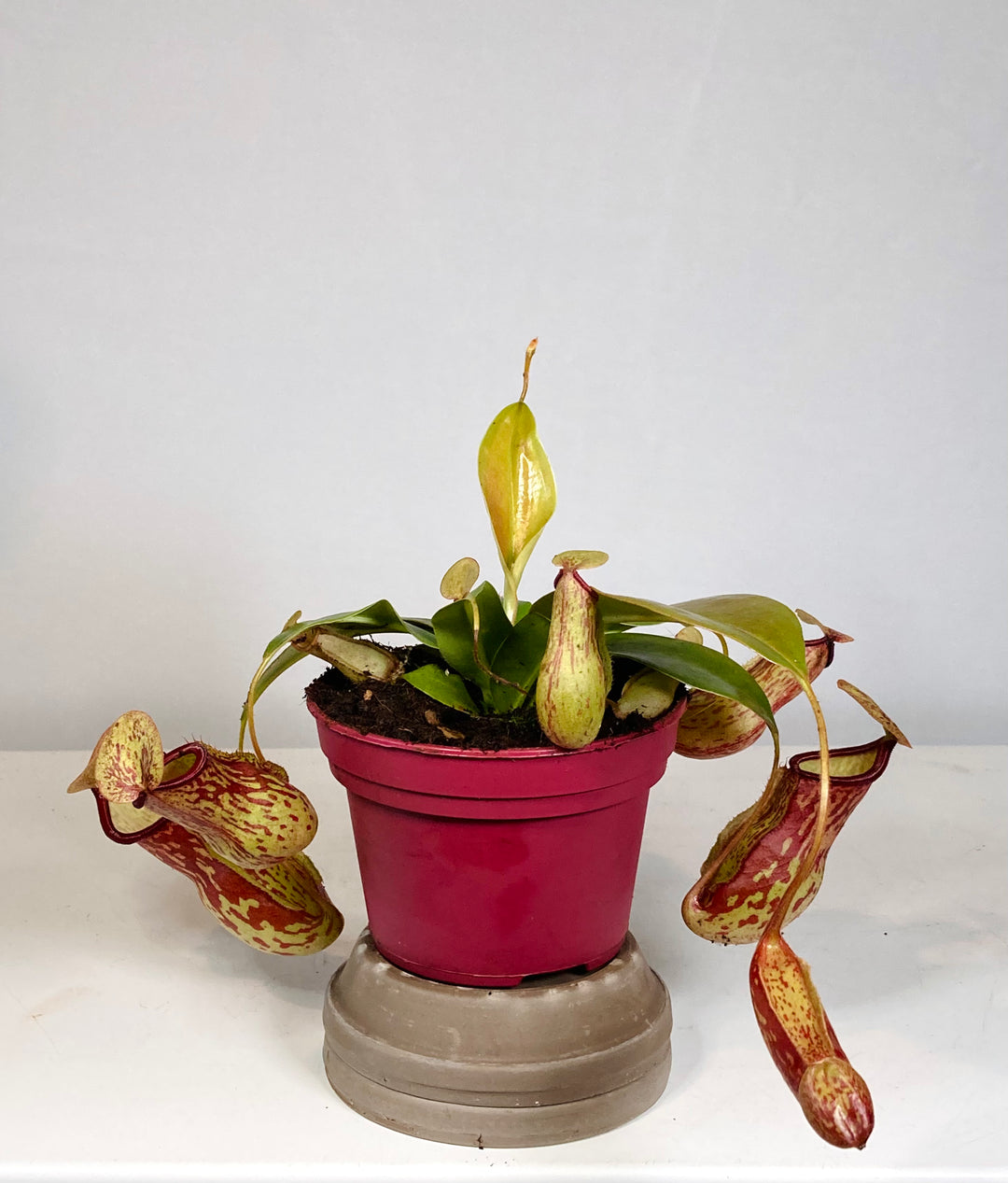 Nepenthes mix in terracotta