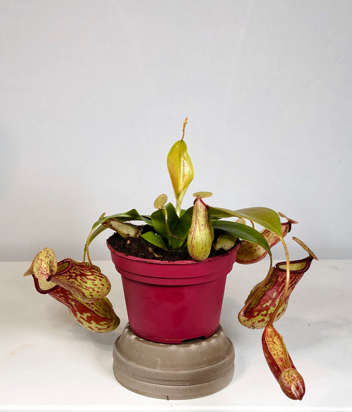 Nepenthes mix in terracotta